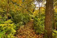 Woodland Path