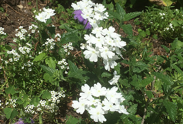 White Phlox