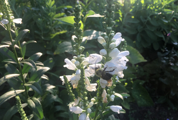 Obedient Plant