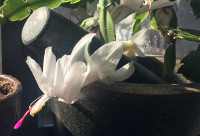 Christmas Cactus