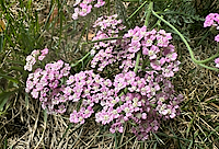 Pink Yarrow