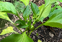 Pepper Plant