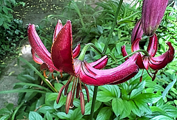 Burgundy Lily