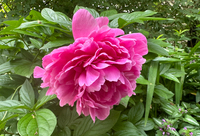 Pink Peony