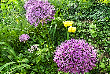 Purple Alliums