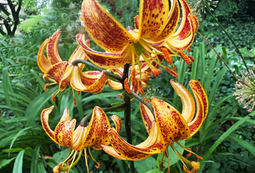 Turk's Cap Lilies