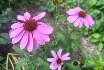 Purple Coneflowers