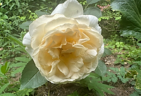 Yellow Rose