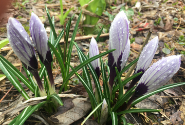 Lavender Crocus