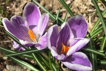 Purple Crocus