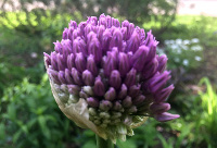 Purple Allium