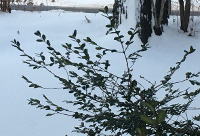 Shrub in Winter