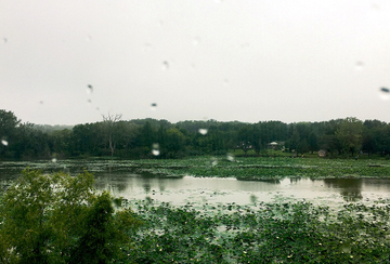 Summer Landscape