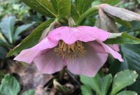 Hellebores
