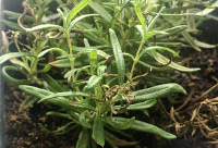 Herbs