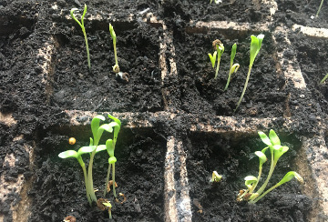 Sprouts