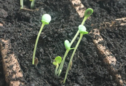 Sprouts
